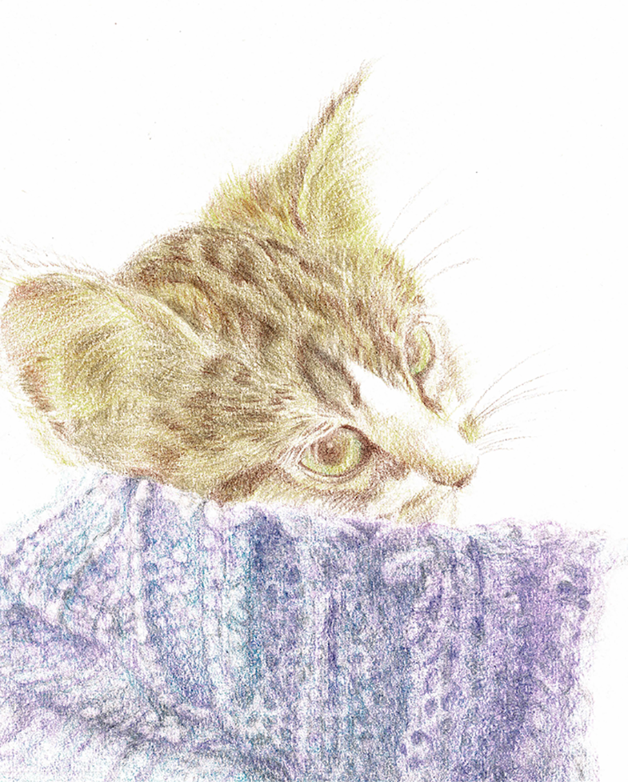 EggnWorks Museum エッグンワークス ミュージアム フワモコ猫