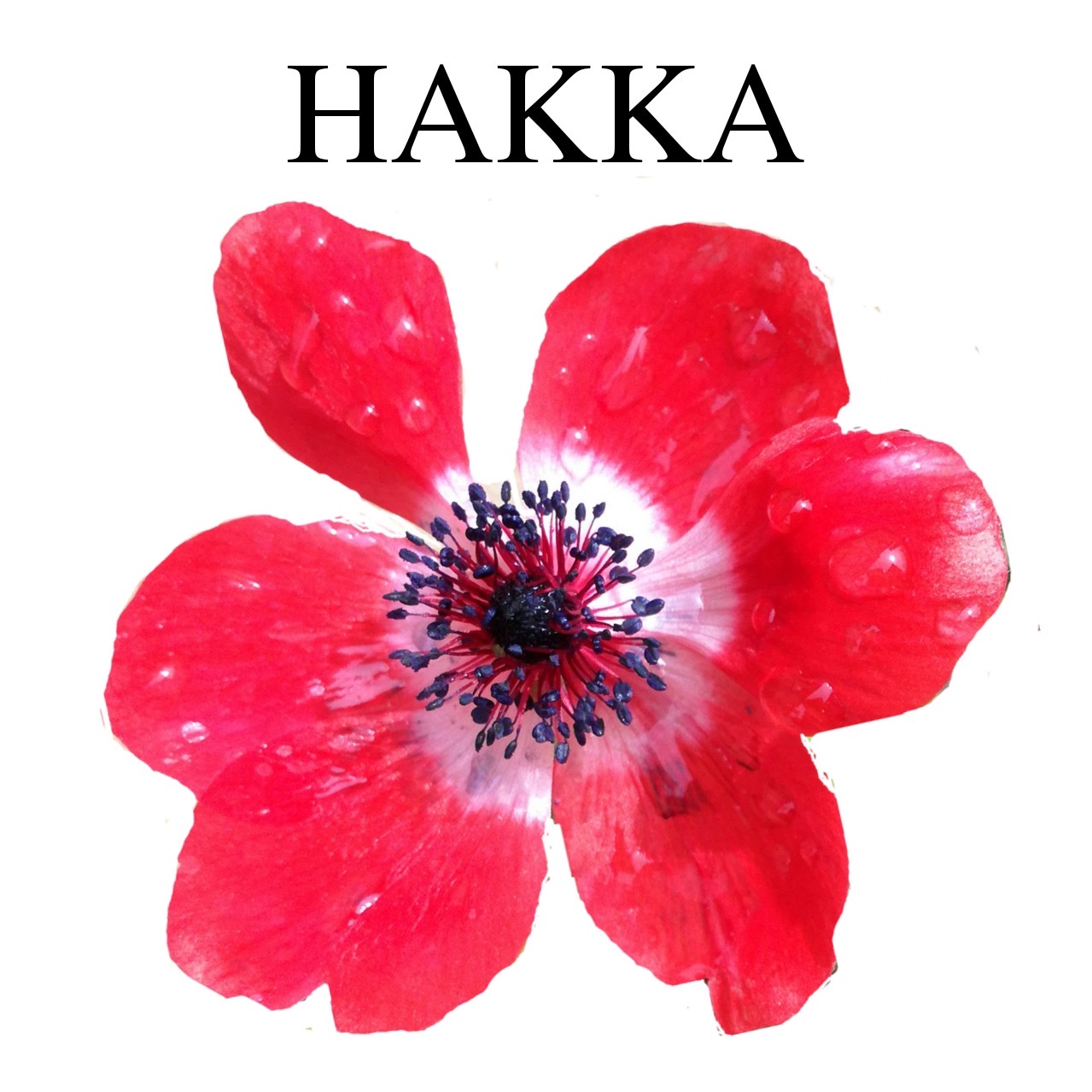 EggnWorks Museum エッグンワークス ミュージアム shun/シュンHAKKA