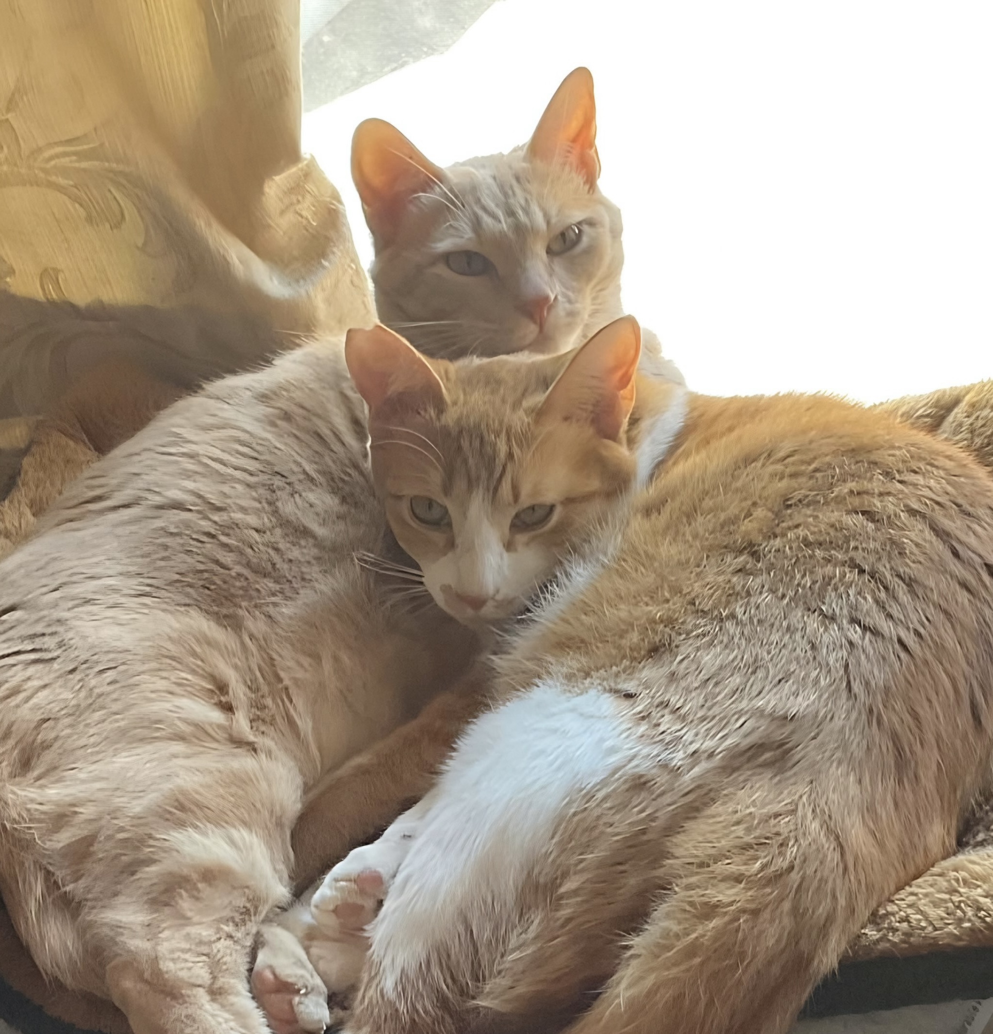 EggnWorks Museum エッグンワークス ミュージアム 黒猫と藤福清
