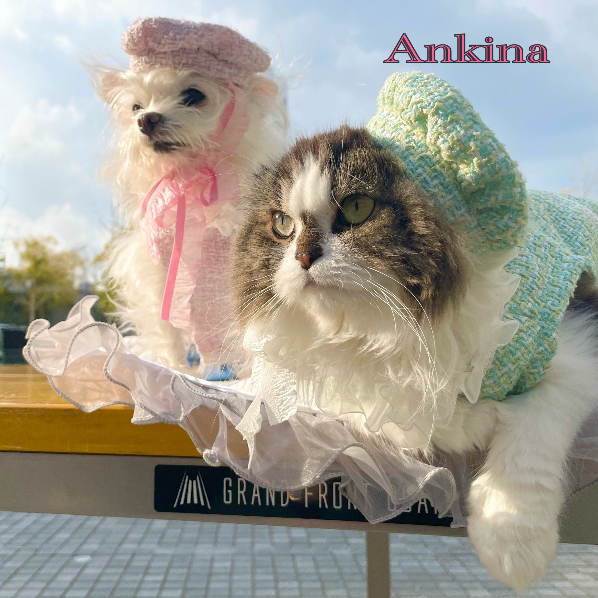 EggnWorks Museum エッグンワークス ミュージアム 犬猫のお洋服Ankina